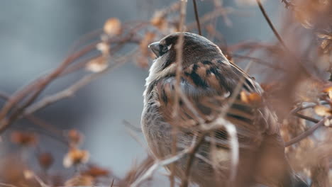 closeup of male house sparrow perched on branch in soft light, looking calmly around, bird sitting in bush