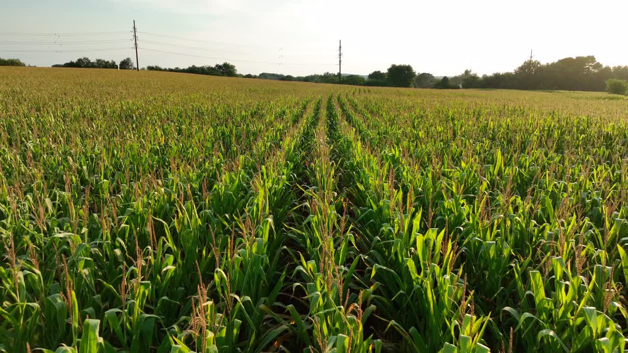 Veduta aerea di un campo di mais sconfinato negli Stati Uniti.