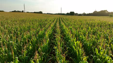 aerial of endless corn field in usa