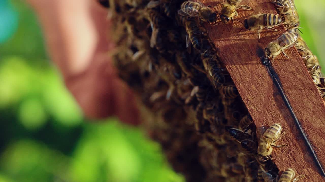 Wooden frame full of honeybees crawling and working on the blurred background. Man's hand holding frame with insects outdoors. Apiary concept.
