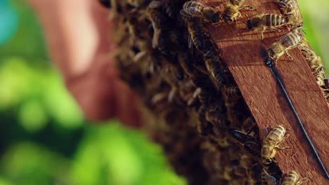 wooden frame full of honeybees crawling and working on the blurred background. man's hand holding frame with insects outdoors. apiary concept.
