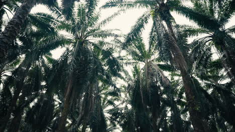 Palm Tree Canopy