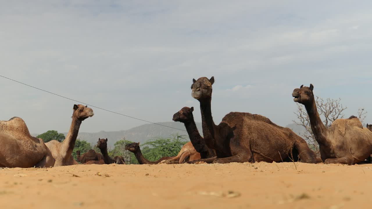 camellos en la feria de pushkar, también llamada feria de camellos de pushkar o localmente como kartik mela es una feria anual de varios días de ganado y cultural que se celebra en la ciudad de pushkar, rajasthan, india.