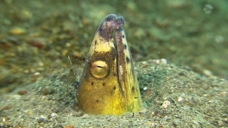 head of black-finned snake-eel sticks out of sand and is cleaned by clear cleaner shrimp