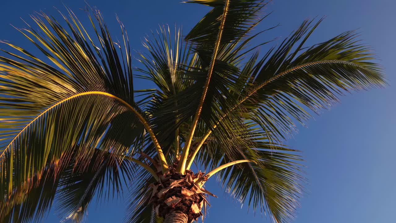Low-angle video shot of a palm tree against a clear blue sky, capturing the vibrant green fronds