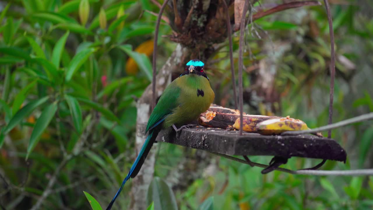 motmototus aequatorialis, pájaro verde tropical en el salento, colombia
