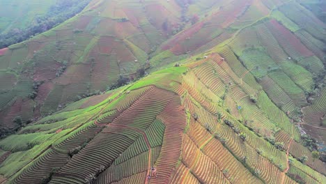 Panyaweuyan-Plantagenterrassen,-Landwirtschaftliche-Nutzpflanzen-An-Den-Vulkanischen-Hängen-Der-Indonesischen-Landschaft