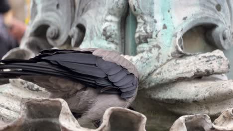 smart crow softens bread in fountain to eat