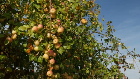 golden and red apples hanging on a tree with blue sky in background