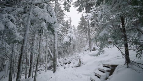 pine trees in forest covered with snow during wintertime in quebec, canada