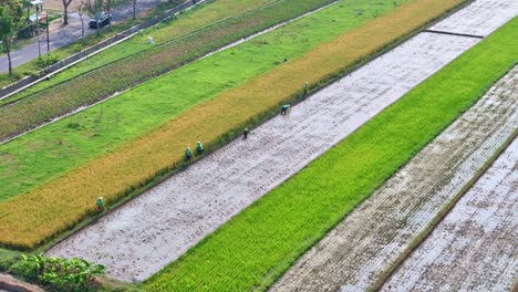 aerial view of farmers are working on the rice field. tropical agricultural field of indonesia. 4k drone footage.