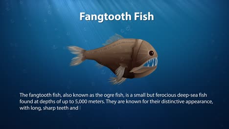 animated fangtooth fish swimming in the ocean