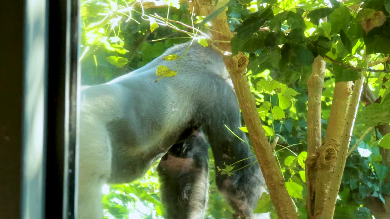 Un gorilla cammina attraverso un recinto lussureggiante, circondato da una fitta vegetazione e dalla luce solare filtrata, creando un'atmosfera serena e naturale.