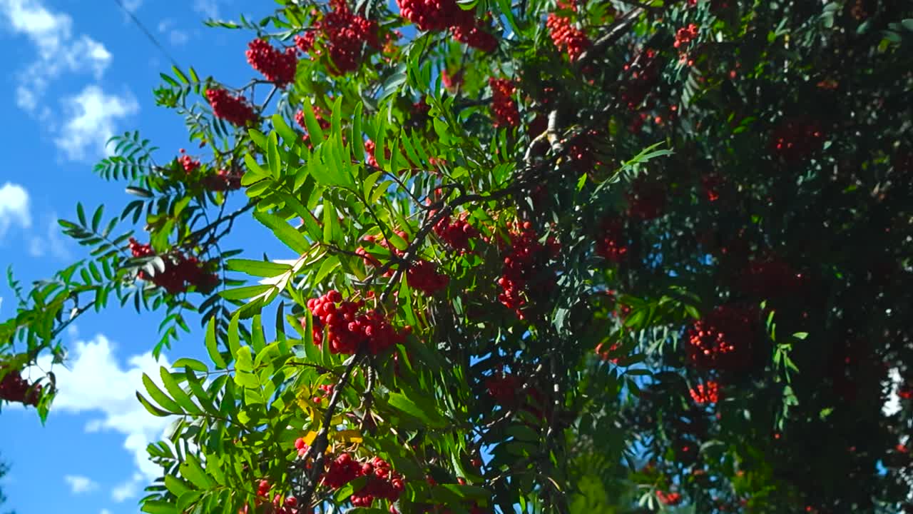 Bottom up view of vibrant red and colorful mountain ash or rowan tree berries hanging on lush green leafy branches and twigs during a sunny summer or autumn day. Smooth wind movement