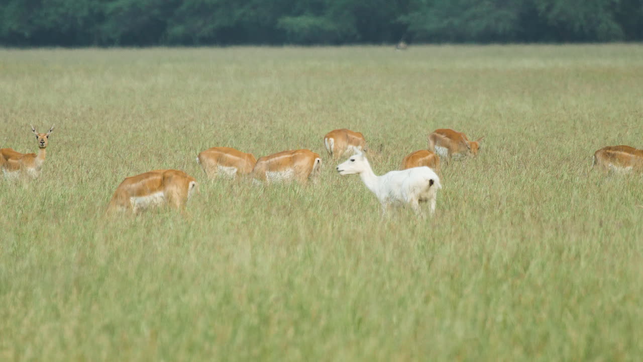 혼합된 블랙벅 무리가 초원에서 풀을 뜯고 있으며 그 안에는 매우 독특한 루시스틱 백인 암컷이 있습니다.