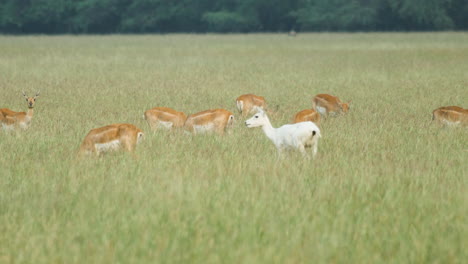 a mixed herd of blackbucks is grazing in the grassland with a very unique leucistic white female in them