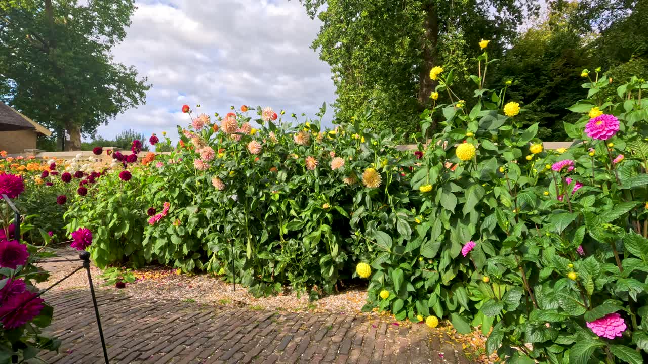 Steady camera glides along a brick path lined with vibrant dahlias in a sunlit garden