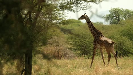 una jirafa solitaria en las sabanas africanas se mueve entre los árboles