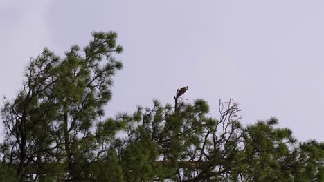 Disparo-Vertical-De-Un-águila-Pescadora-Descansando-En-Un-Pino-Ponderosa