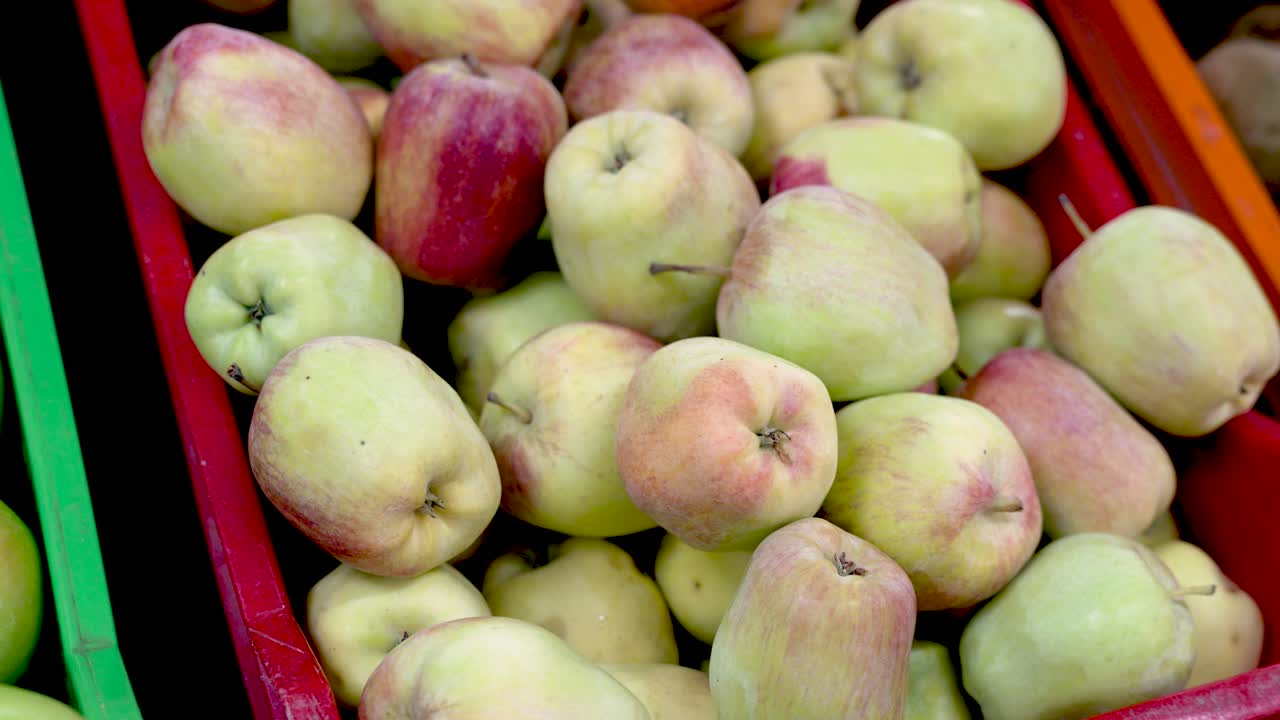 Delight in the vibrant colors of fresh apples gathered at the bustling local market, inviting visitors to savor seasonal flavors and discover local produce