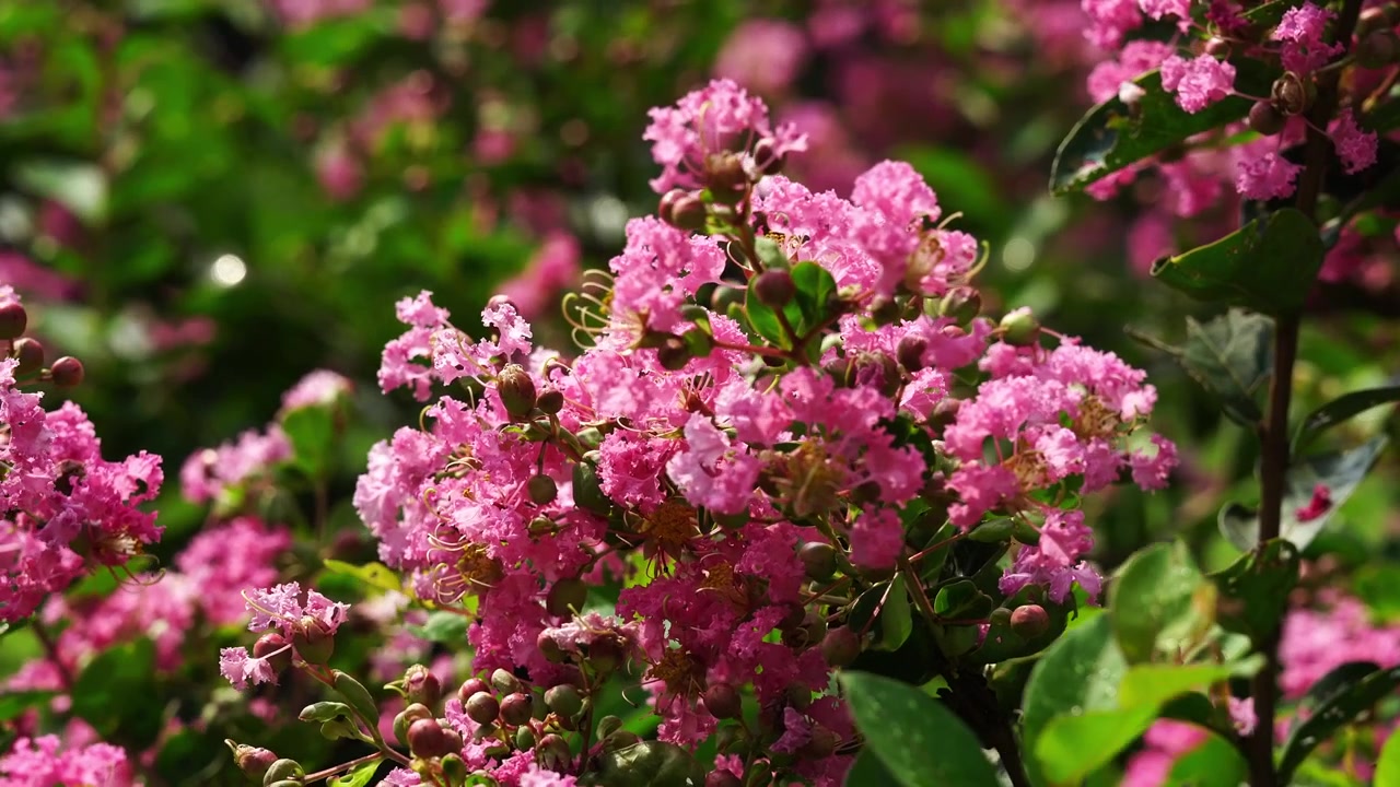 Bright Pink Crape Myrtle Blossoms Covering a Bush on a Sunny Summer Day (4K)