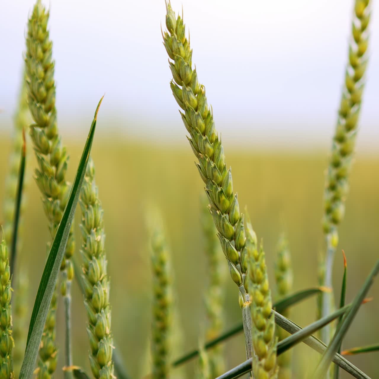 Swaying ears of green wheat in the agricultural field. Grain harvest ripening in summer. Close up. Blurred backdrop