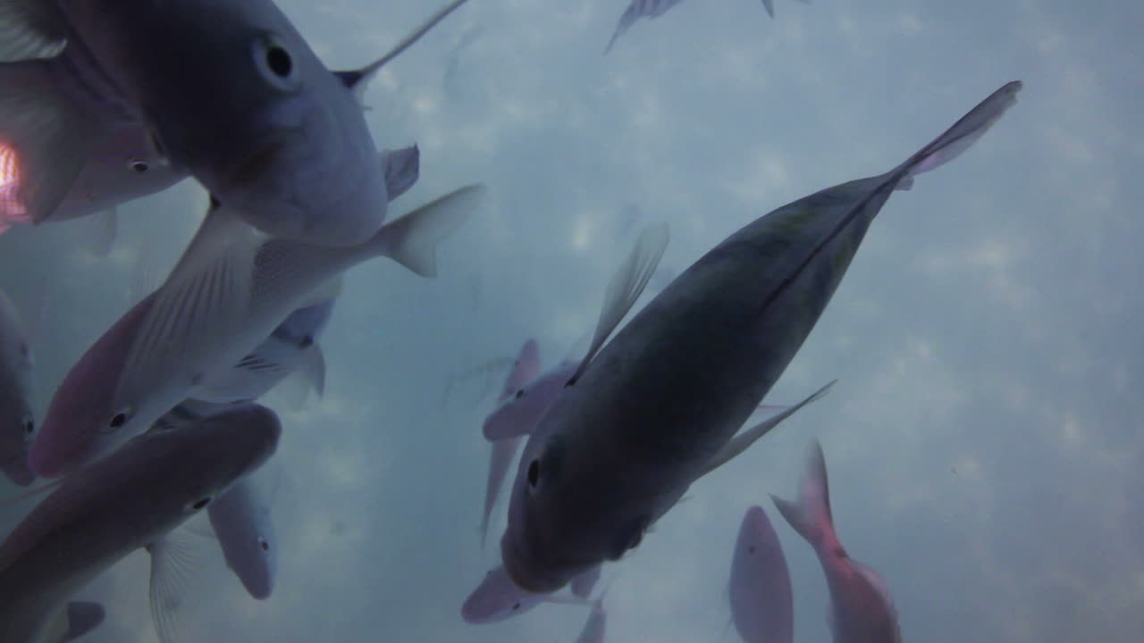 рыбная коллекция 002