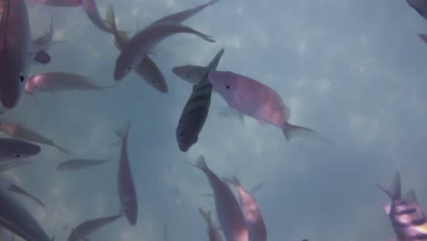 colección de peces 002