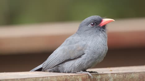 numbird gris con pico rosa sentado en cubierta - revelación de trípode