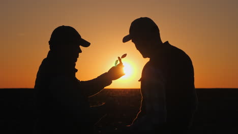 los agricultores examinan el nuevo crecimiento al atardecer