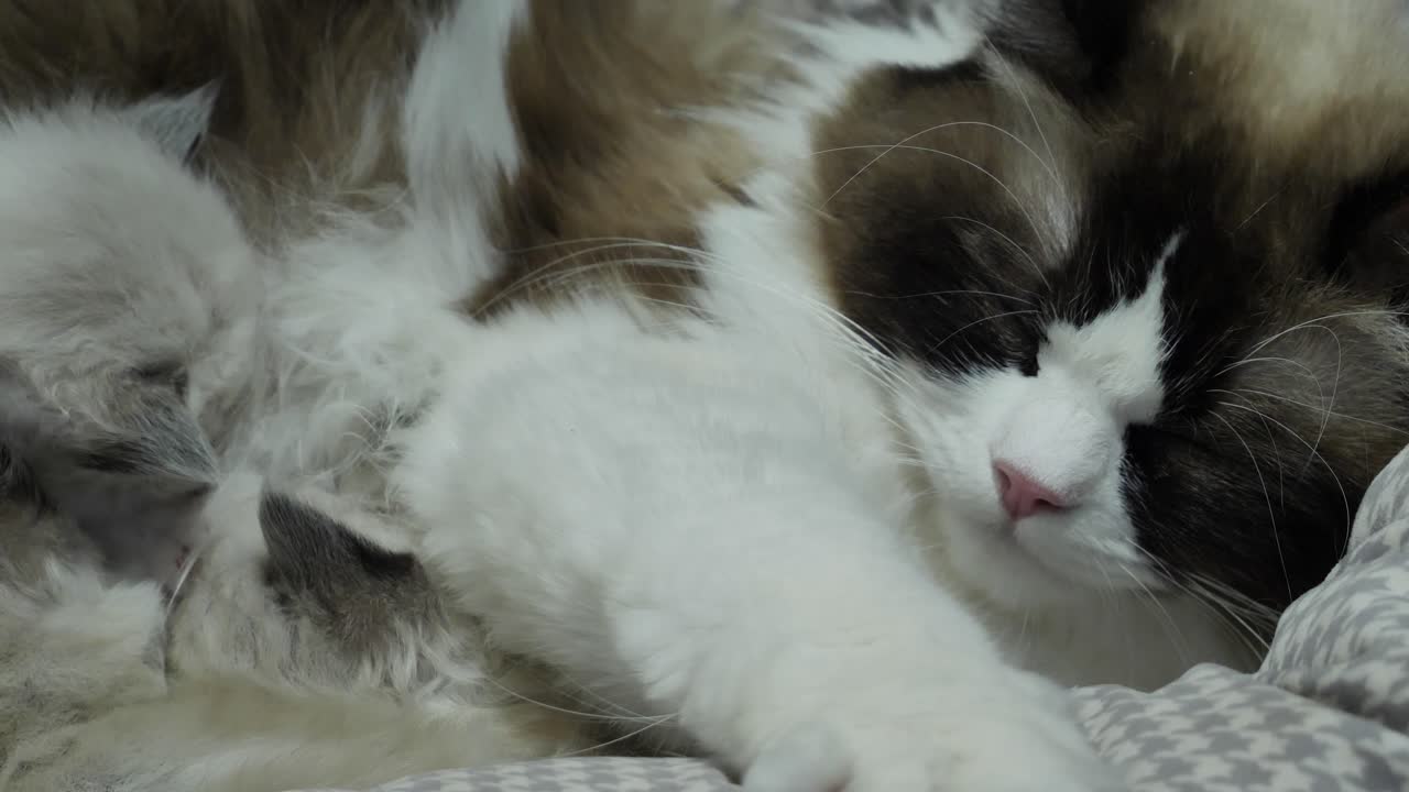 breath feeding- ragdoll cat mom breath feeding new born kittens