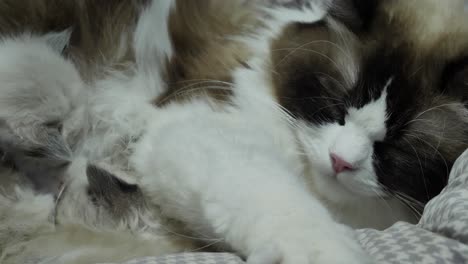 aliento de alimentación - muñeca de trapo gato madre aliento de alimentación de gatitos recién nacidos