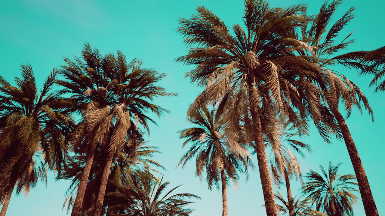 ⁇ 은 하늘 과 반 ⁇ 이는 태양 을 가진 코코 ⁇  나무 아래