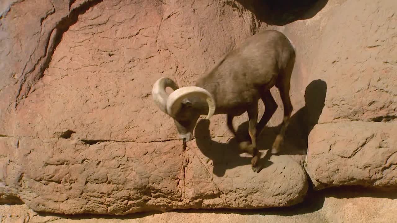 un borrego cimarrón camina sobre un acantilado en américa del norte