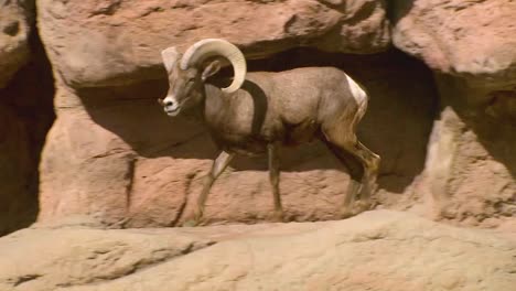 a bighorn sheep walks on a cliff face in north america