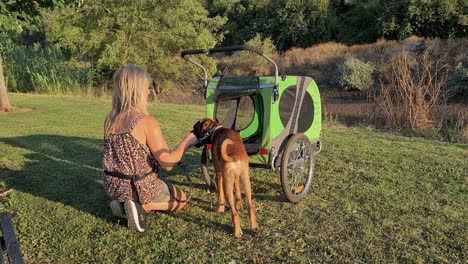 a boxer dog needs a cart to take him out after kneecap surgery