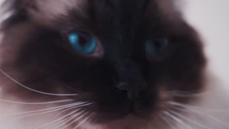 ragdoll cat lies on its back relaxing peacefully in soft indoor light, fluffy fur in focus, closeup detail on paw shift to blue eyes