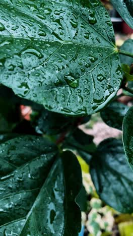 water droplets on lush green leaves