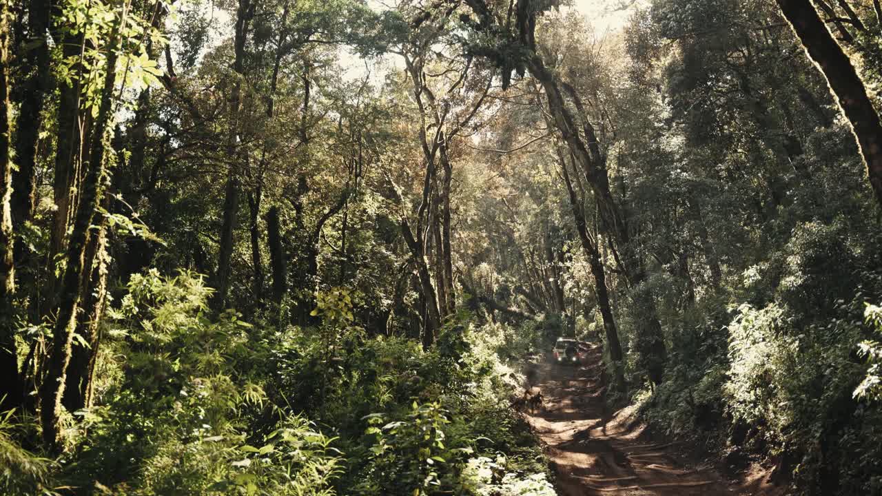 Magical and lush jungle of Guatemala with dirt road, handheld view