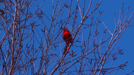 a bright red cardinal sits in a tree