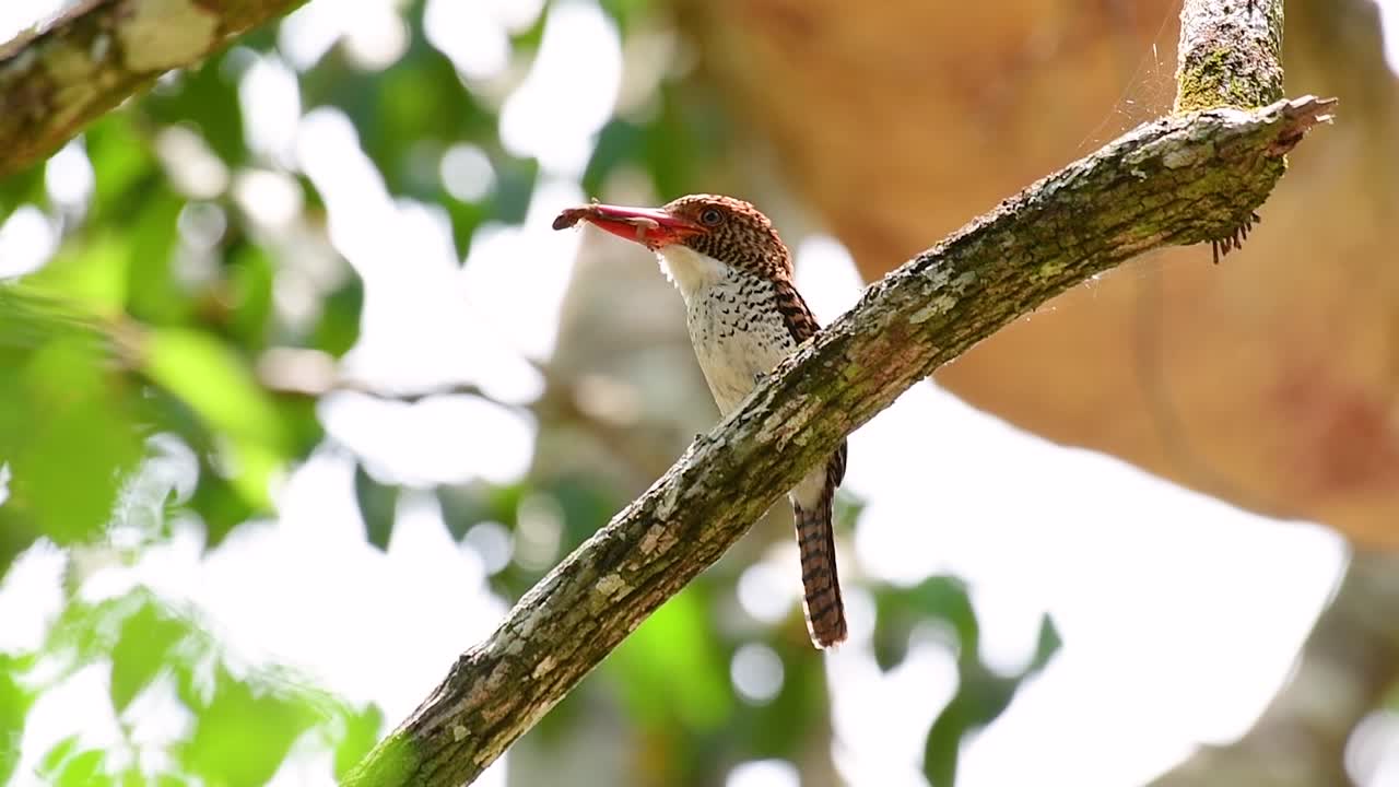 un martín pescador de árboles y una de las aves más hermosas que se encuentran en tailandia dentro de las selvas tropicales