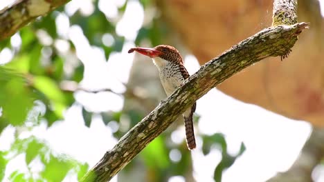 Un-Martín-Pescador-De-árboles-Y-Una-De-Las-Aves-Más-Hermosas-Que-Se-Encuentran-En-Tailandia-Dentro-De-Las-Selvas-Tropicales