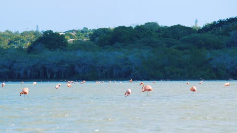bandada de hermosos flamencos rosados alimentándose y bañándose en una salina en curacao