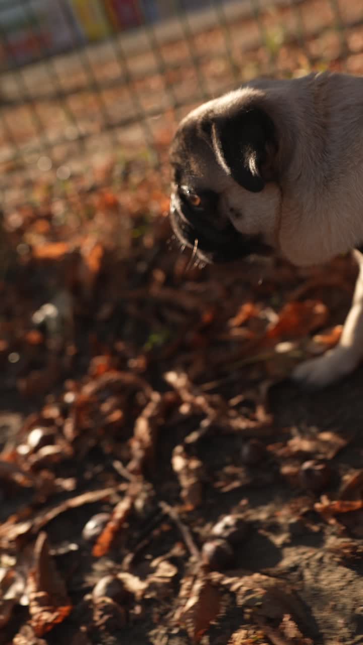 Mops im Herbstpark