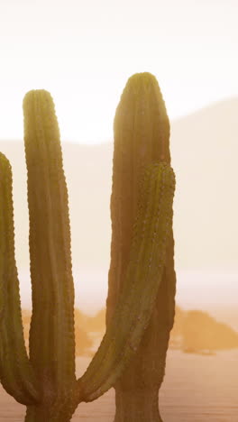 arizona desert sunset with giant saguaro cactus