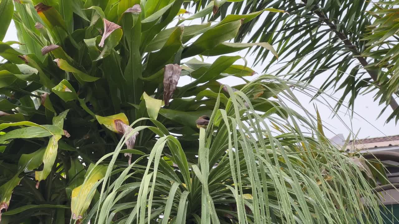 수컷 올리브 백업 선버드, cinnyris jugularis 종은 물을 뿌린 후 뒷마당에서 발견되며, 물방울로 목욕하고 동남아시아 말레이시아에서 해가지기 전에 깃털을 청소합니다.
