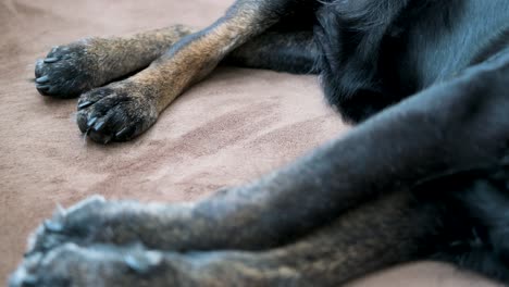 observación de las patas traseras y las patas de un perro mayor mientras descansa en un piso de alfombra