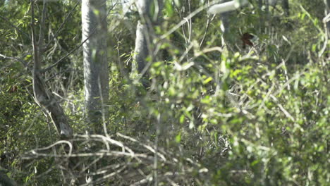 Zeitlupenaufnahme-Eines-Weißen-Sifakas,-Der-Sich-An-Einen-Baum-Schmiegt,-Ein-Riesiger-Sprung-Von-Links-Nach-Rechts,-Wobei-Der-Schwanz-Für-Das-Gleichgewicht-Verwendet-Wird