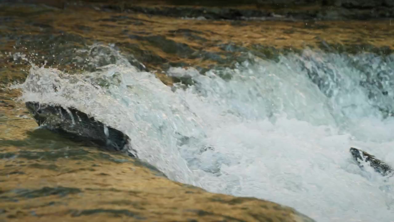 Un salmone attivo si agita e sguazza nell'acqua bianca e spumosa del fiume. La migrazione annuale per la deposizione delle uova in autunno porta migliaia di pesci a Port Hope, Ontario