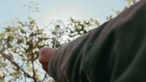 close-up-hand-holding-dandelion-in-bright-sunlight-enjoying-spring